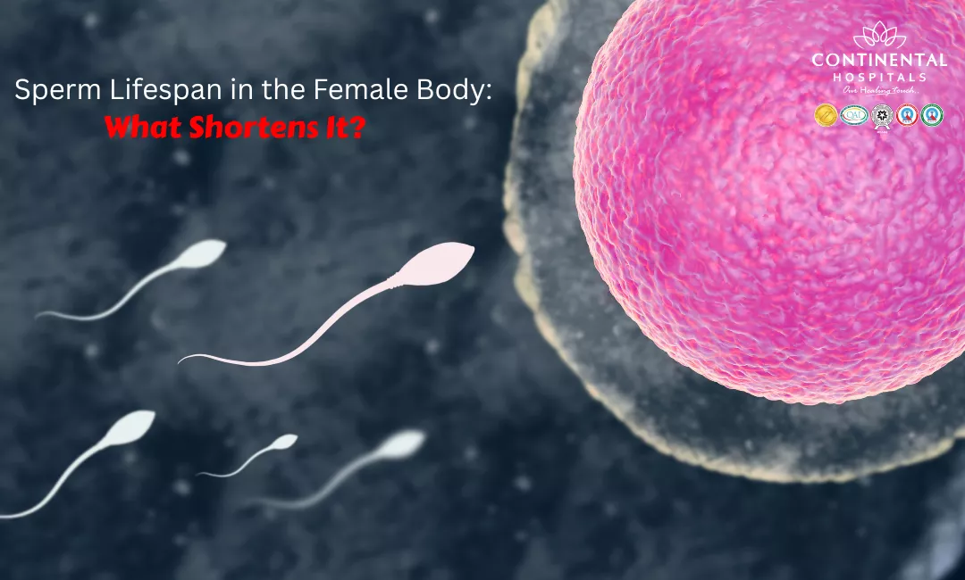 Sperm Lifespan in the Female Body: What Shortens It?